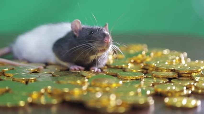 Rat sitting on gold