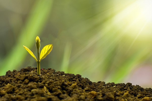 Plant growing, Investment growing